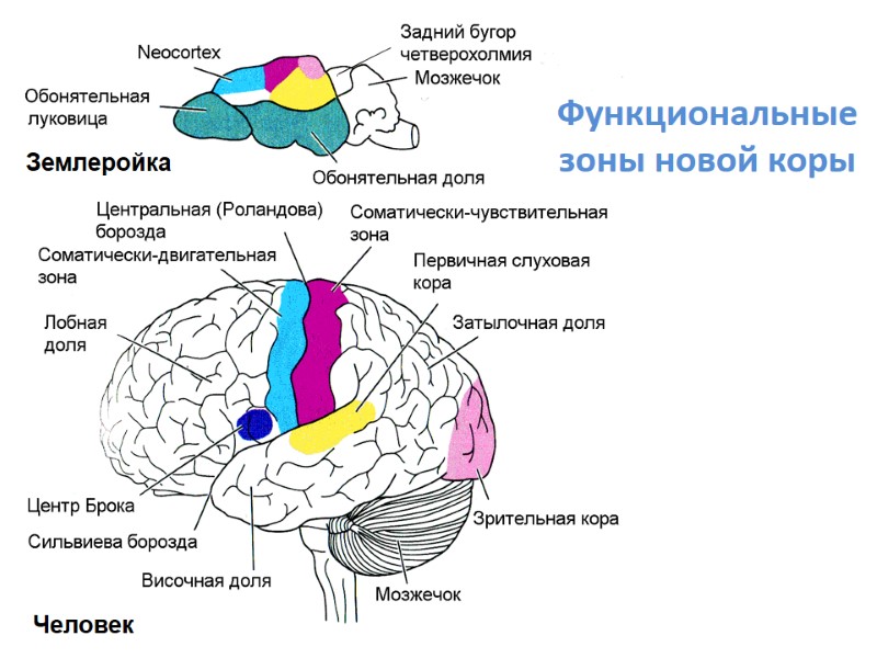 Функциональные зоны новой коры Землеройка Человек